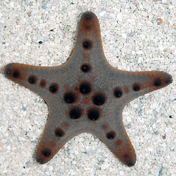 CHOCOLATE CHIP SEA STAR