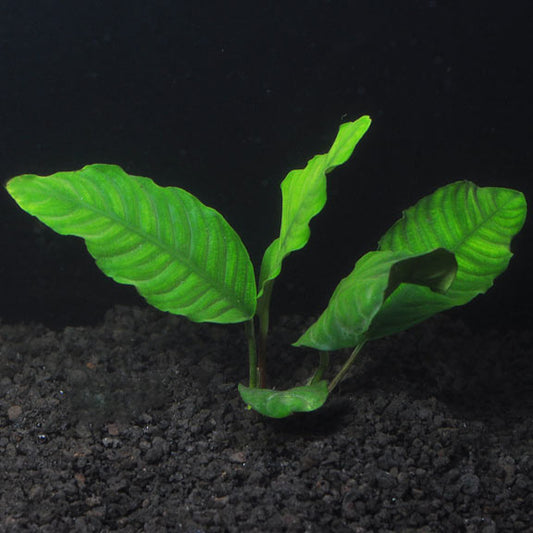 ANUBIAS COFFEEFOLIA