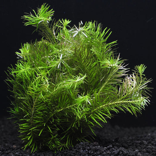 ROTALA NANJENSHAN