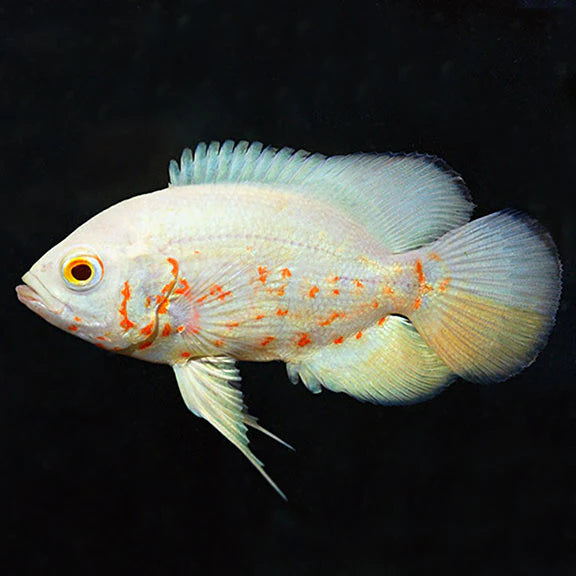 ALBINO RED OSCAR