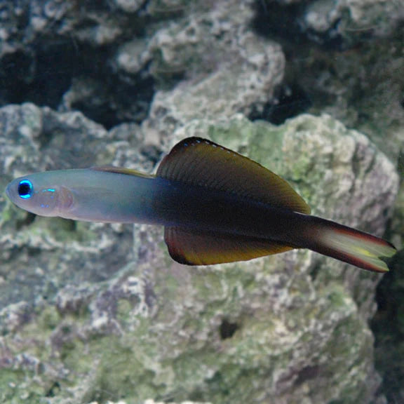 SCISSORTAIL DARTFISH
