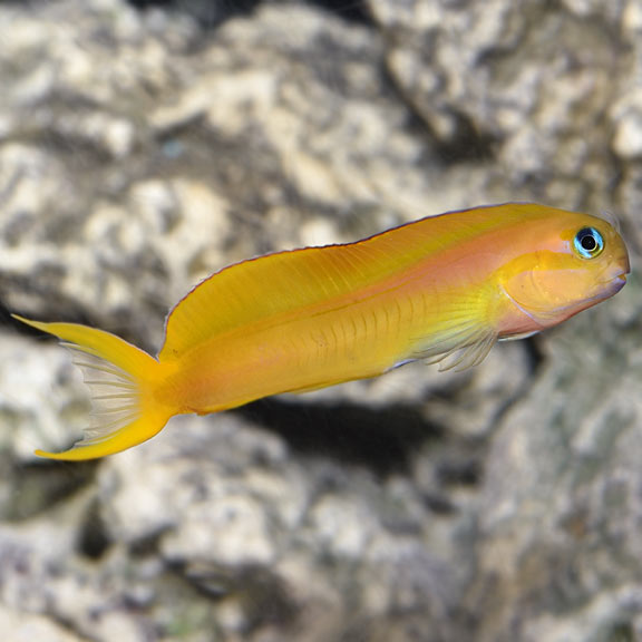 GOLDEN BLENNY