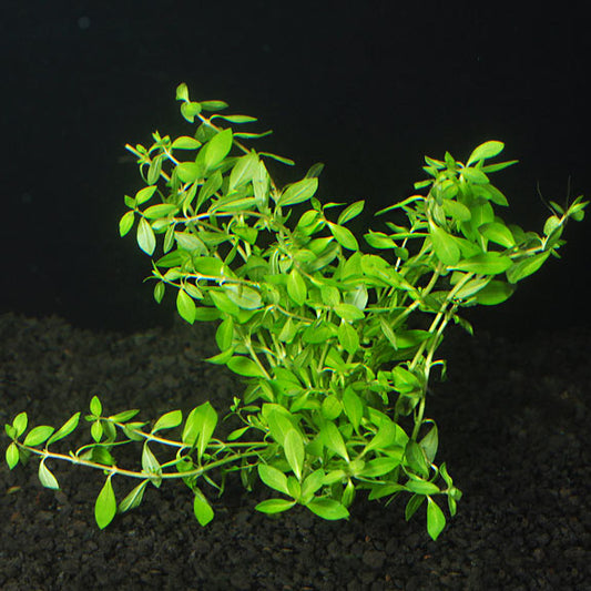 LUDWIGIA NEEDLE LEAF
