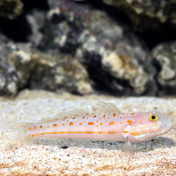 DIAMOND WATCHMAN GOBY