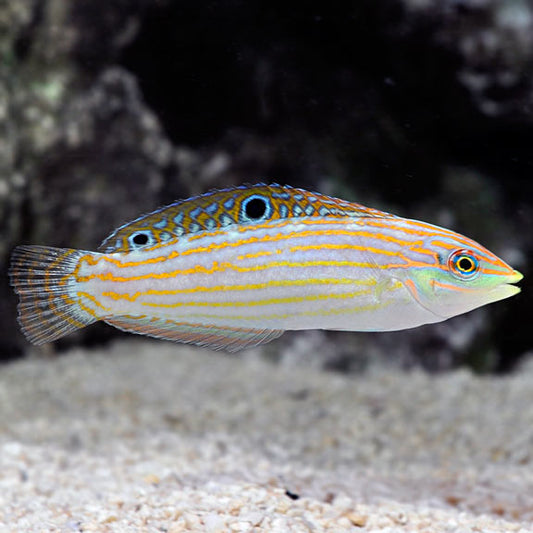 ADORNED WRASSE - AFRICA