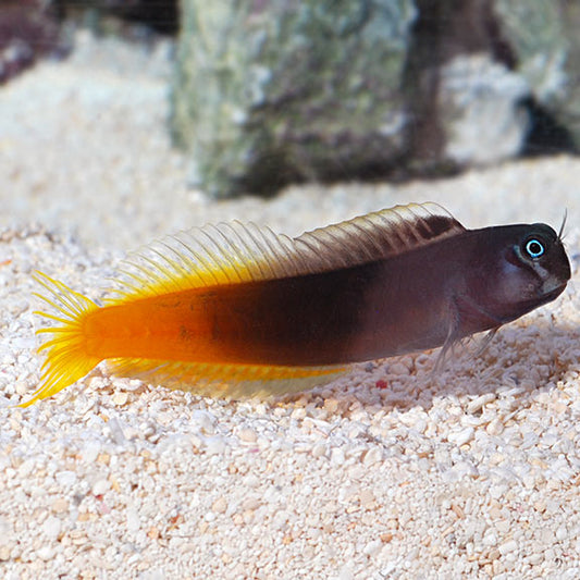 BICOLOR BLENNY FEMALE