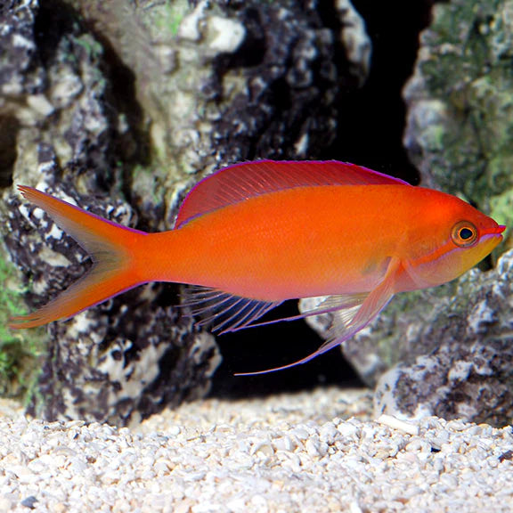 DISPAR ANTHIAS