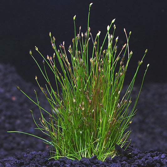 DWARF HAIR GRASS
