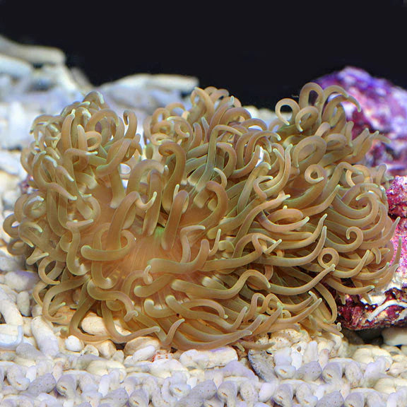 LONG TENTACLE ANEMONE