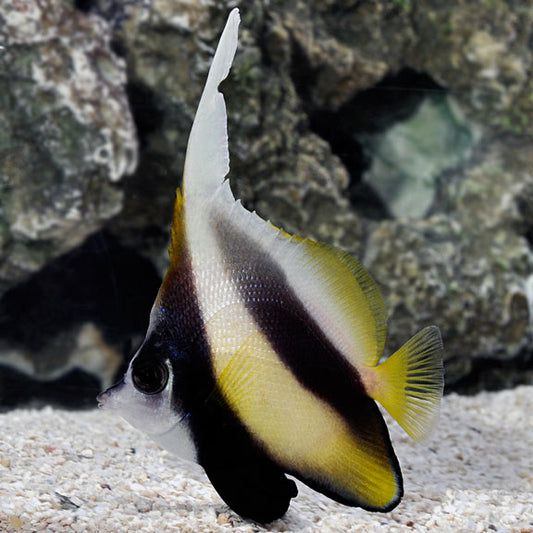 RED SEA BANNERFISH