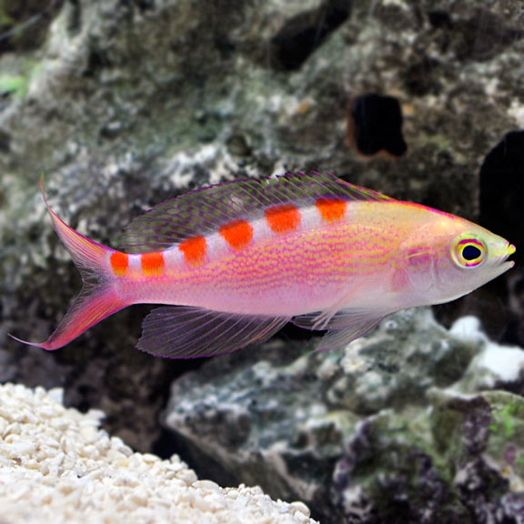 RED SADDLED ANTHIAS