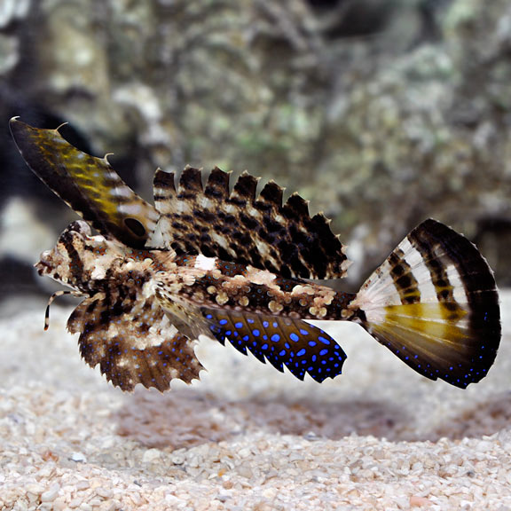 FINGERED DRAGONET