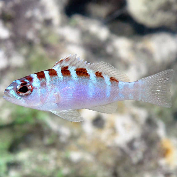 CHALK BASS