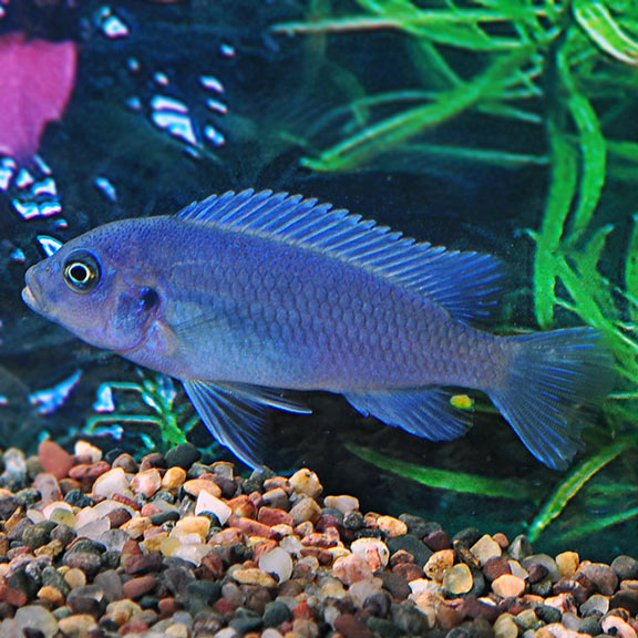 COBALT / ICE BLUE CICHLID
