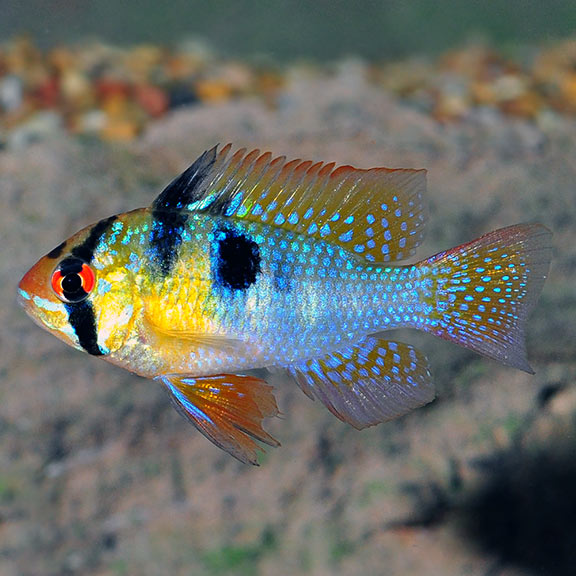 GERMAN RAM