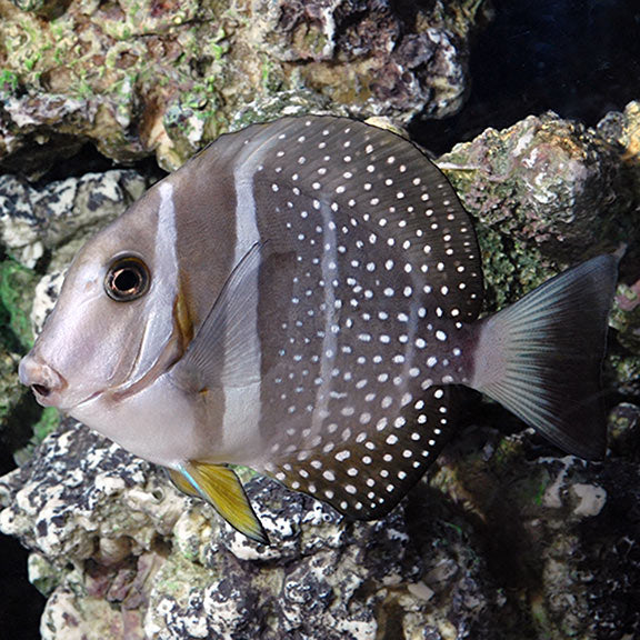 GUTTATUS TANG