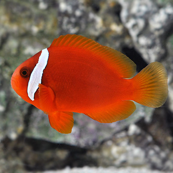 TOMATO CLOWNFISH