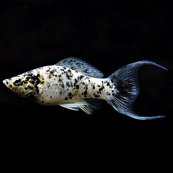 DALMATION LYRETAIL MOLLY