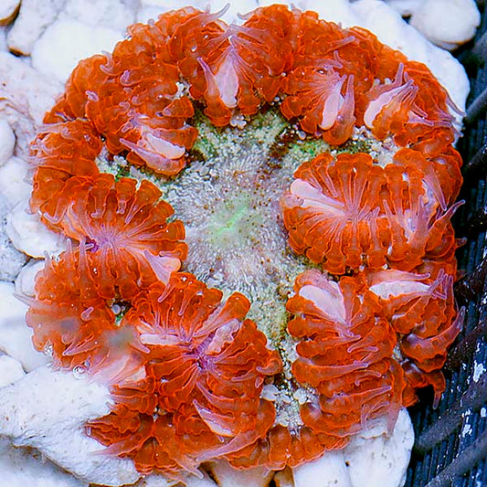 ROCK FLOWER ANEMONE CRAZY COLOR