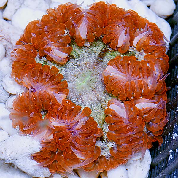ROCK FLOWER ANEMONE CRAZY COLOR