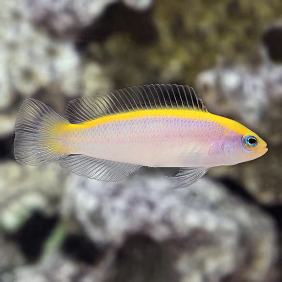 SUNRISE DOTTYBACK
