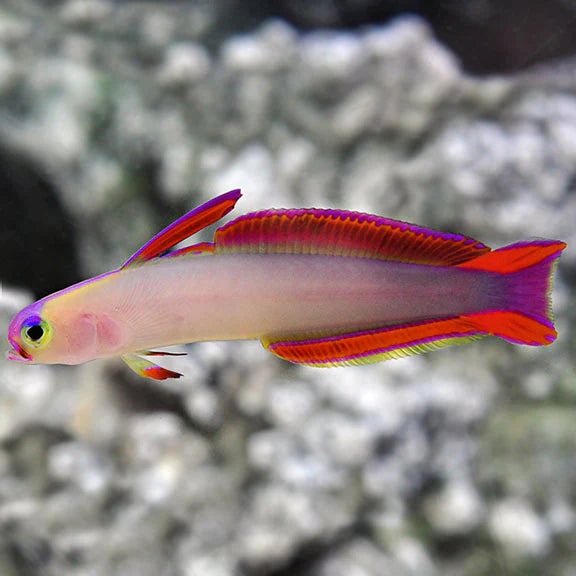 PURPLE FIREFISH