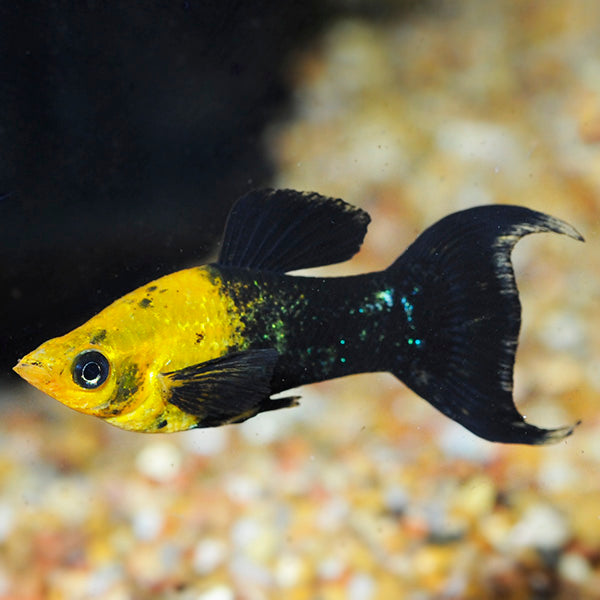GOLD BLACK MOLLY