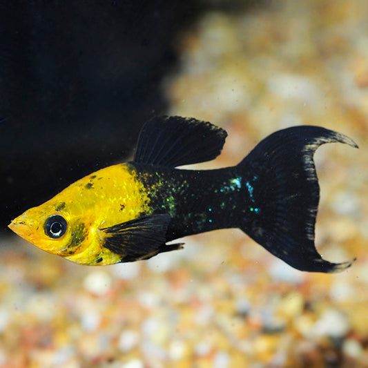 GOLD BLACK MOLLY