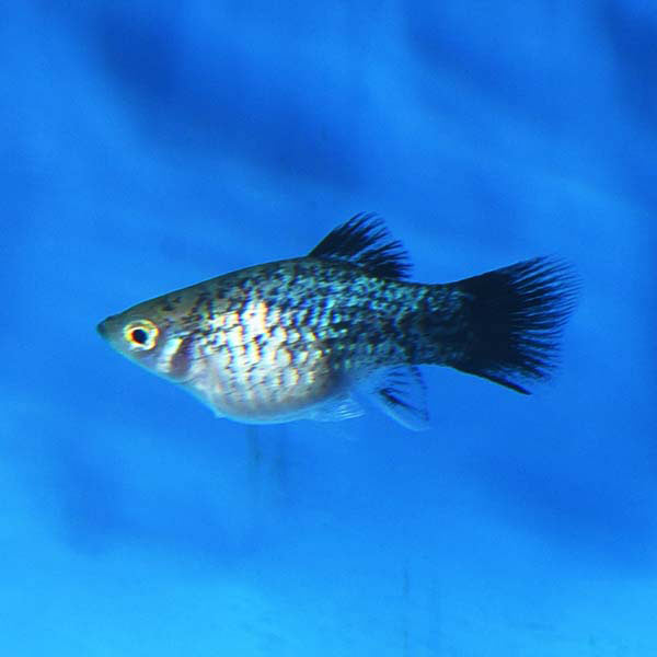 BLUE PLATY