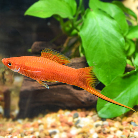 RED SWORDTAIL