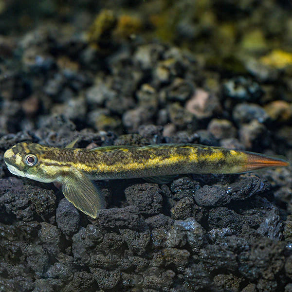 RED GOBY