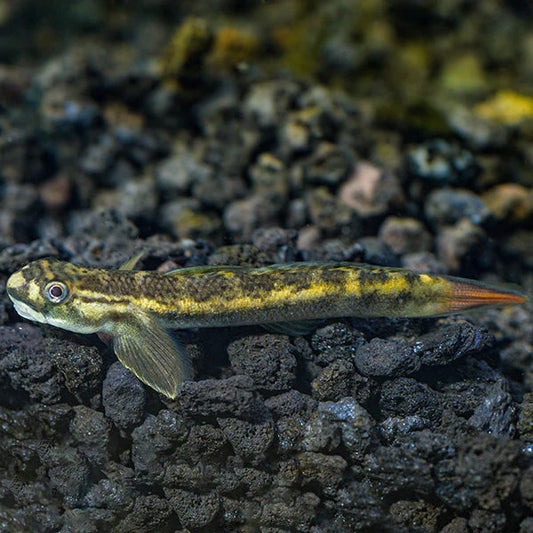 RED GOBY