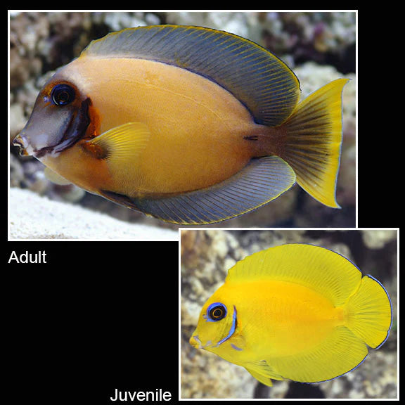 MIMIC LEMON PEEL TANG