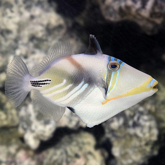 HUMU PICASSO TRIGGERFISH - Red Sea