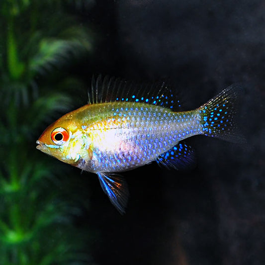 GERMAN GOLD RAM