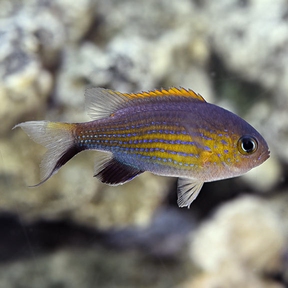 VANDERBILT CHROMIS - AFRICA