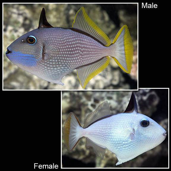 BLUE FACE TRIGGER MALE