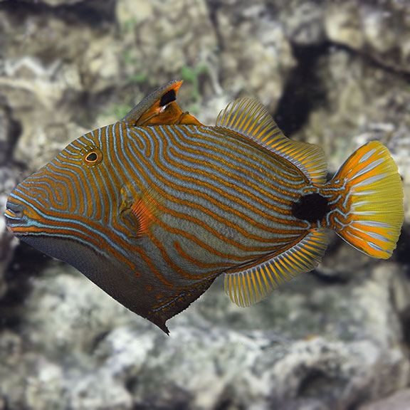 UNDULATED TRIGGERFISH