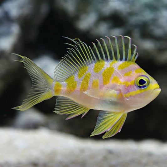 BLOTCHY ANTHIAS