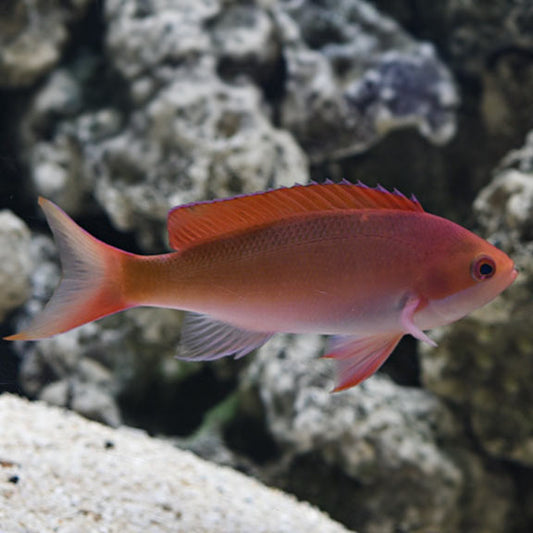 RED FAIRY ANTHIAS