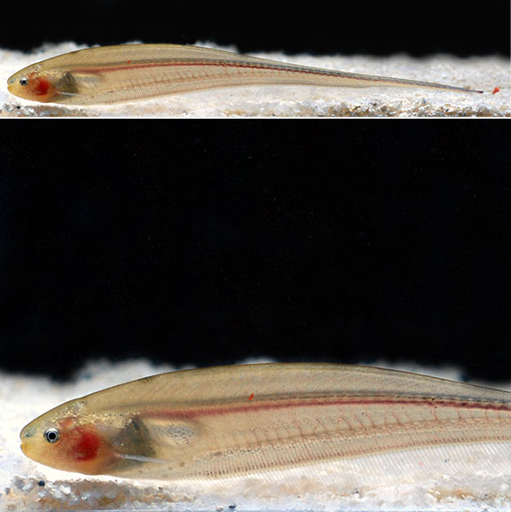 GLASS KNIFEFISH
