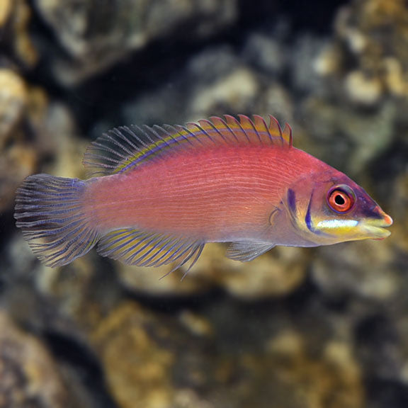 SCARLET STRIATED WRASSE