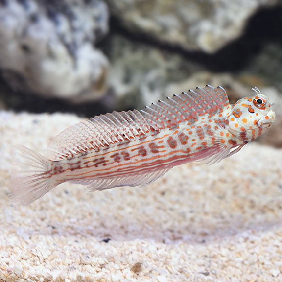 ORANGE SPOTTED BLENNY