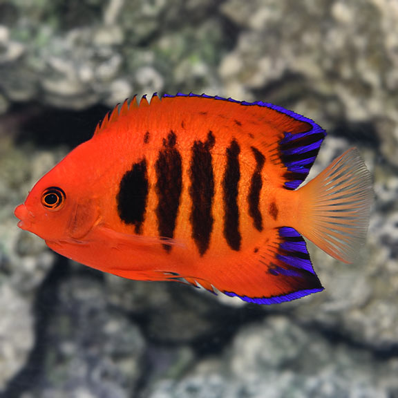 FLAME ANGELFISH - Christmas Island