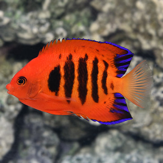 FLAME ANGELFISH - Christmas Island
