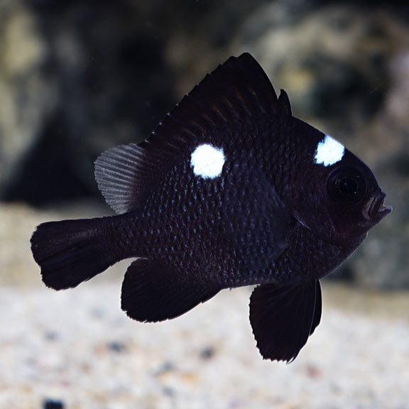 THREE-SPOT DAMSELFISH
