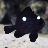 THREE-SPOT DAMSELFISH