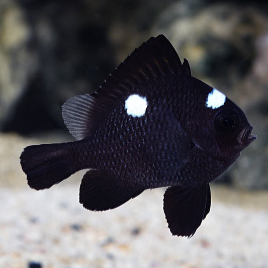 THREE-SPOT DAMSELFISH