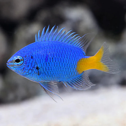 BLUE YELLOW DAMSELFISH