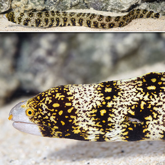 SNOWFLAKE EEL